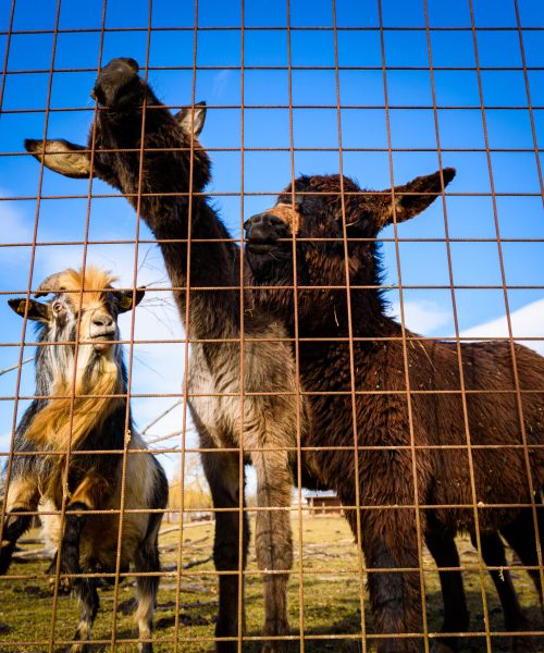 Farm animals together goat with donkeys. Farmland background